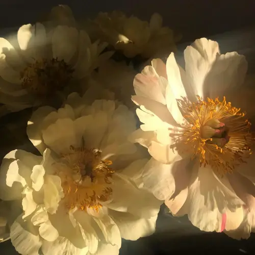 Billede af hvide blomster i gyldent belysning